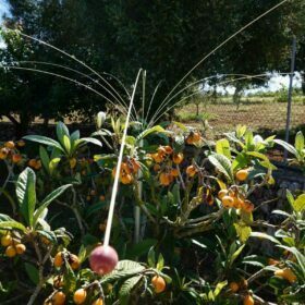 Bird control for garden and balconies